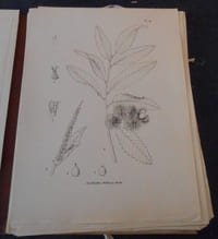 Les Châtaigniers - Monographie des genres Castanea et Castanopsis - Atlas