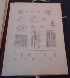 Les Châtaigniers - Monographie des genres Castanea et Castanopsis - Atlas