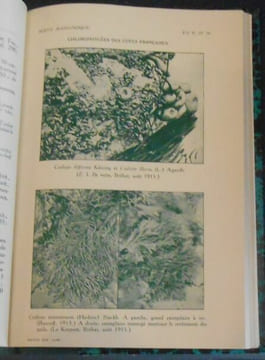Chlorophycée des Côtes françaises suivi de Quelques Cladophora des côtes françaises. G. Hamel