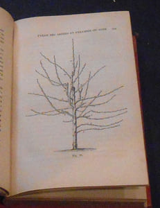 Traité de la Taille des Arbres Fruitiers