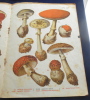 Les Champignons comestibles et v&eacute;n&eacute;neux. 