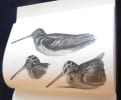 Subtilit&eacute;s de la Chasse &agrave; la B&eacute;casse. Edouard Demole