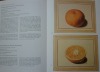 Citrus Fruit. The Paper Museum of Cassiano dal Pozzo. Series B - Natural History - Part One, Harvey Miller Publishers, 1997.. FREEDBERG, David - ...