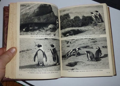 L'Ile des manchots. The Island of Penguins. Traduction de J. Fournier-Pargoire et F. Colas. Boivin et Cie éditeurs. Paris. 1938.