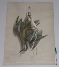 Sarcelle d'été & combattant à pieds rouges. N°16 Paris. Eugène Jouy éditeur. Imprimerie Lemercier & Cie.