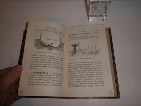 "Manuel pratique de viticulture pour la reconstitution des vignobles méridionaux ; vignes américaines, submersion, plantation dans les sables. ...
