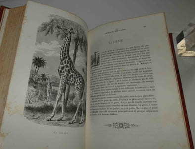 Le Buffon des familles : histoire et description des animaux, extraites des oeuvres de Buffon et de Lacépède par Auguste Dubois, sans date [1872].