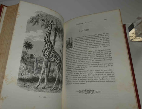 Le Buffon des familles : histoire et description des animaux, extraites des oeuvres de Buffon et de Lacépède par Auguste Dubois, sans date [1872].. ...