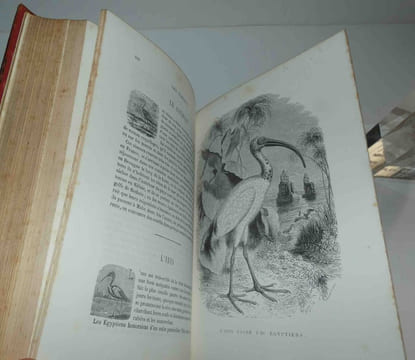 Le Buffon des familles : histoire et description des animaux, extraites des oeuvres de Buffon et de Lacépède par Auguste Dubois, sans date [1872].. ...