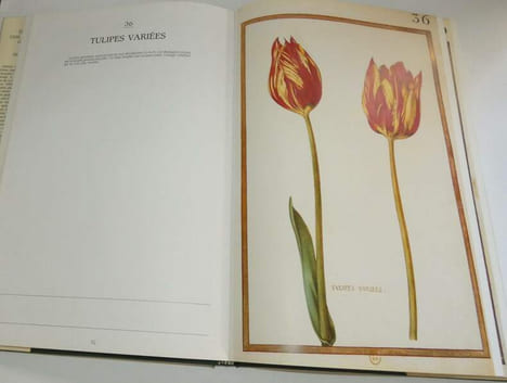 Daniel Rabel, cent fleurs et insectes Collection Bibliothèque nationale, Paris. Anthèse. 1991.. RABEL, Daniel - AYMONIN, Gérard