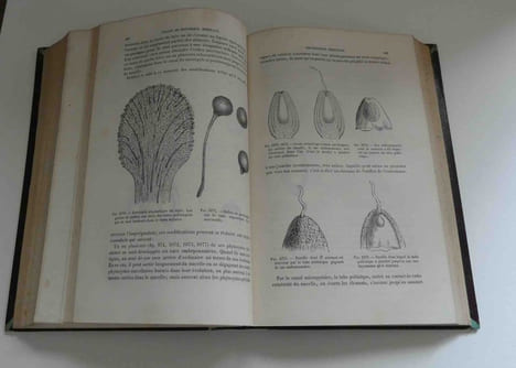 "Traité de botanique médicale phanérogamique, dessins de A. Faguet. Paris. Hachette et Cie. 1884. Traité de botanique médicale cryptogamique, suivi du ...