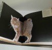 Chats. Races - Comportements - Éduction. P. L'imprévu. 2015.. COLLECTIF
