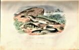 Histoire naturelle de Lacépède, comprenant les cétacés, les quadrupèdes ovipares, les serpents et les poissons. Nouvelle édition, précédée de l'éloge ...