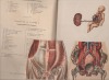 Anatomie élémentaire des organes génitaux.. DELAMARE Gabriel ..//.. Gabriel Delarmare (1875-19??).