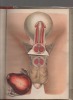 Anatomie élémentaire des organes génitaux.. DELAMARE Gabriel ..//.. Gabriel Delarmare (1875-19??).