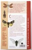 Le guide entomologique. Leraut (Patrice)