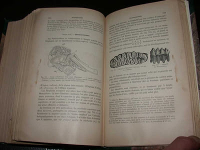 Cours Elementaire de Zoologie