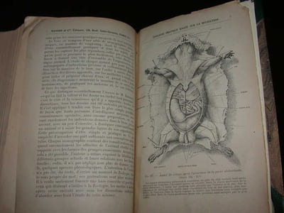 Cours Elementaire de Zoologie
