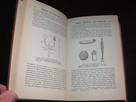 Insect Transformation. CARPENTER (George H.)