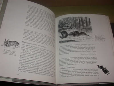 Anthologie du lapin