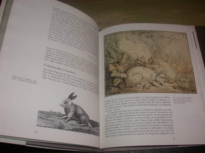 Anthologie du lapin