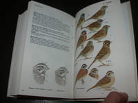 Guide des oiseaux accidentels et rares en Europe