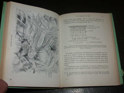 Les poissons d'eau douce. Tome II : Des siluridés aux cyprinidés