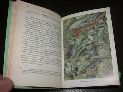 Les poissons d'eau douce. Tome II : Des siluridés aux cyprinidés