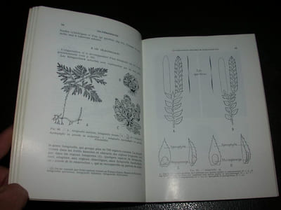 Reproduction et biologie des végétaux supérieurs - Bryophytes Ptéridophytes Spermaphytes