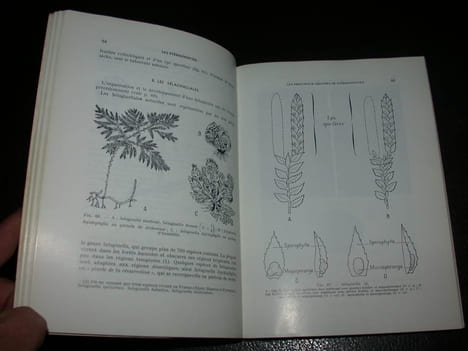 Reproduction et biologie des végétaux supérieurs - Bryophytes Ptéridophytes Spermaphytes. CAMEFORT (H.) BOUE (H.)