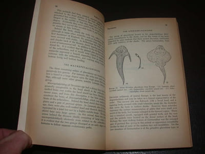 Evolution of the vertebrates. History of the backboned animals through time
