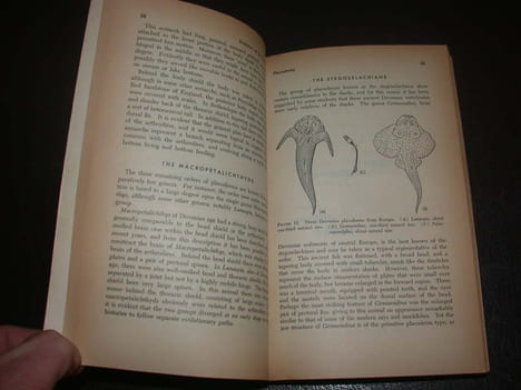 Evolution of the vertebrates. History of the backboned animals through time. COLBERT (Edwin H.)