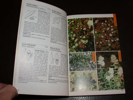 Guide de la flore méditerranéenne. Caractéristiques habitat distribution et particularités de 536 espèces. Collectif