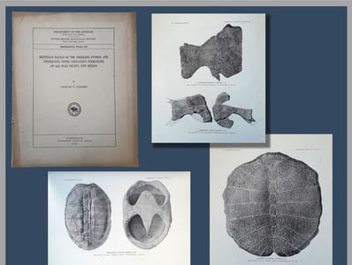 Reptilian faunas of the Torrejon, Puerco, and underlying Upper Cretaceous formations of San Juan County, New Mexico.