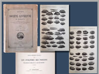 Recherches sur les otolithes des poissons. Etudes descriptives et comparative de la Sagitta des téléostéens (suite)