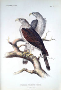 Description of a new rapacious bird in a Museum oh the Academy of Natural Sciences of Philadelphia