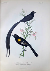 Descriptions of new species of birds of the genera VIDUA, Cuvier, EUPLECTES, Swainson, and PYRENESTES, Swainson, specimens of which are in the collection of the Academy of Natural Sciences of Philadelphia