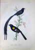Descriptions of new species of birds of the genera VIDUA, Cuvier, EUPLECTES, Swainson, and PYRENESTES, Swainson, specimens of which are in the ...
