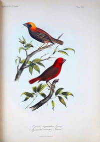 Descriptions of new species of birds of the genera VIDUA, Cuvier, EUPLECTES, Swainson, and PYRENESTES, Swainson, specimens of which are in the collection of the Academy of Natural Sciences of Philadelphia