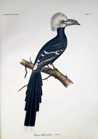 Description of a new BUCEROS, and a notice of the BUCEROS ELATUS, (Temm.,) both of which are in the collection of the Academy of Natural Sciences of Philadelphia.