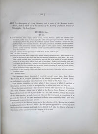 Description of a new BUCEROS, and a notice of the BUCEROS ELATUS, (Temm.,) both of which are in the collection of the Academy of Natural Sciences of Philadelphia.