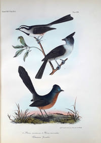 Remarks on the Birds observed in Upper California, with descriptions of New Species (in 2 parts)