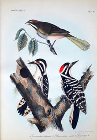 Remarks on the Birds observed in Upper California, with descriptions of New Species (in 2 parts)
