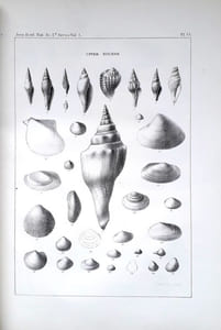 [1] Observations on the Eocene formation, and descriptions of one hundred and five new fossils of that period, from the vicinity of Vicksburg, Mississippi; with an appendix & [2] Descriptions of New Fossil and Recent Shells of the United States & [3] Notes on Shells, with descriptions of new genera and species & [4] Descriptions of New Fresh Water and Marine Shells [4 articles]