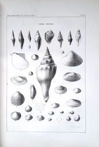 [1] Observations on the Eocene formation, and descriptions of one hundred and five new fossils of that period, from the vicinity of Vicksburg, Mississippi; with an appendix & [2] Descriptions of New Fossil and Recent Shells of the United States & [3] Notes on Shells, with descriptions of new genera and species & [4] Descriptions of New Fresh Water and Marine Shells [4 articles]
