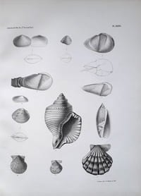[1] Observations on the Eocene formation, and descriptions of one hundred and five new fossils of that period, from the vicinity of Vicksburg, Mississippi; with an appendix & [2] Descriptions of New Fossil and Recent Shells of the United States & [3] Notes on Shells, with descriptions of new genera and species & [4] Descriptions of New Fresh Water and Marine Shells [4 articles]
