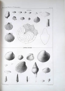 [1] Observations on the Eocene formation, and descriptions of one hundred and five new fossils of that period, from the vicinity of Vicksburg, Mississippi; with an appendix & [2] Descriptions of New Fossil and Recent Shells of the United States & [3] Notes on Shells, with descriptions of new genera and species & [4] Descriptions of New Fresh Water and Marine Shells [4 articles]