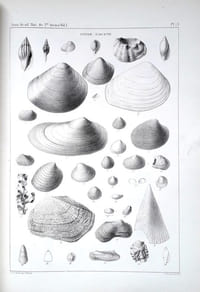 [1] Observations on the Eocene formation, and descriptions of one hundred and five new fossils of that period, from the vicinity of Vicksburg, Mississippi; with an appendix & [2] Descriptions of New Fossil and Recent Shells of the United States & [3] Notes on Shells, with descriptions of new genera and species & [4] Descriptions of New Fresh Water and Marine Shells [4 articles]