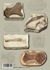 The collecting of Triassic vertebrate remains during the eighteenth century.. BRIGNON A.