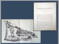 Dinosaurierreste aus Siebenbürgen (Schädel von Limnosaurus transsylvanicus nov. gen. et spec.)